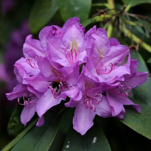 Une de mes préférées au jardin au mois de Mai